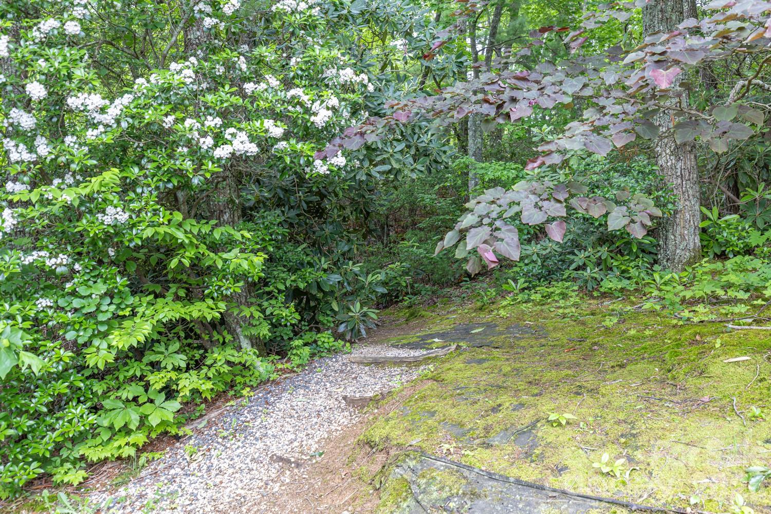 6 Grouse Terrace Fairview, NC 28730 - Photo 38 of 46 a view of a yard with plants and large trees