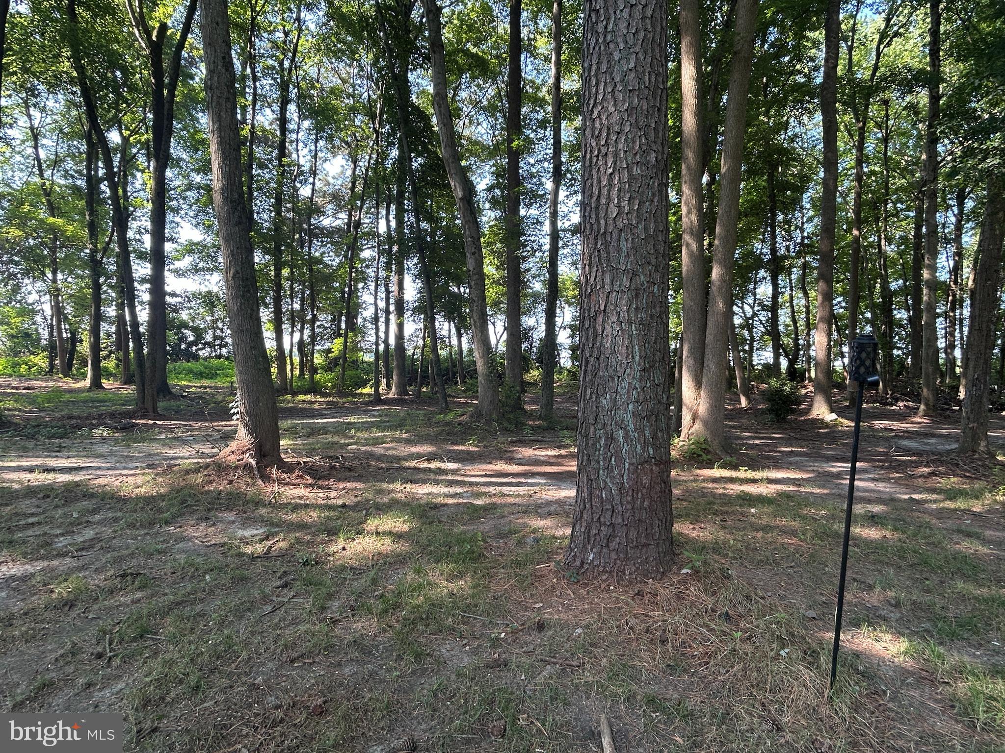 27002 Kaye Road Laurel, DE 19956 - Photo 55 of 64 a view of outdoor space with lots of trees