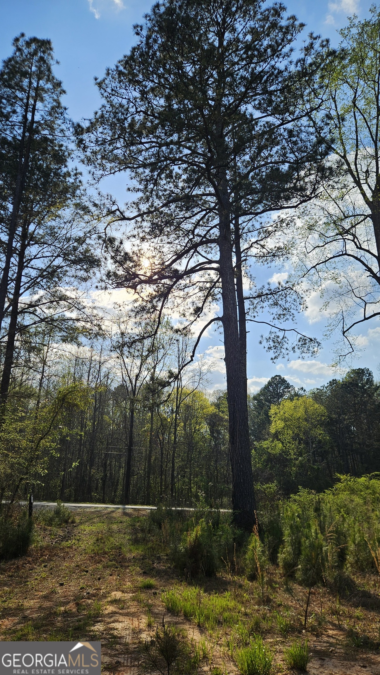0 Shiloh Road Greensboro, GA 30642 - Photo 1 of 11 a view of a lake with a tree