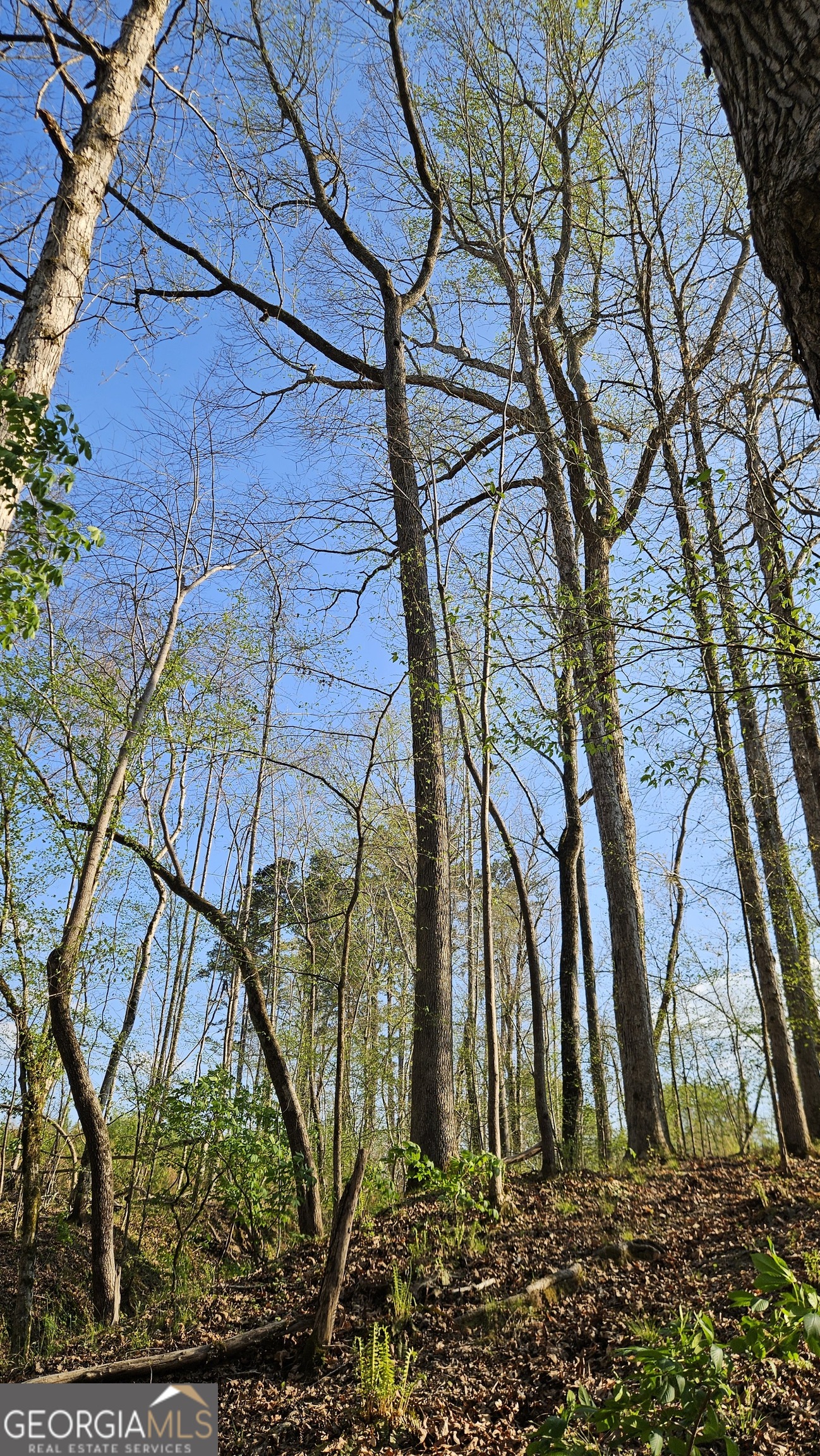 0 Shiloh Road Greensboro, GA 30642 - Photo 5 of 11 a backyard of a house with lots of green space