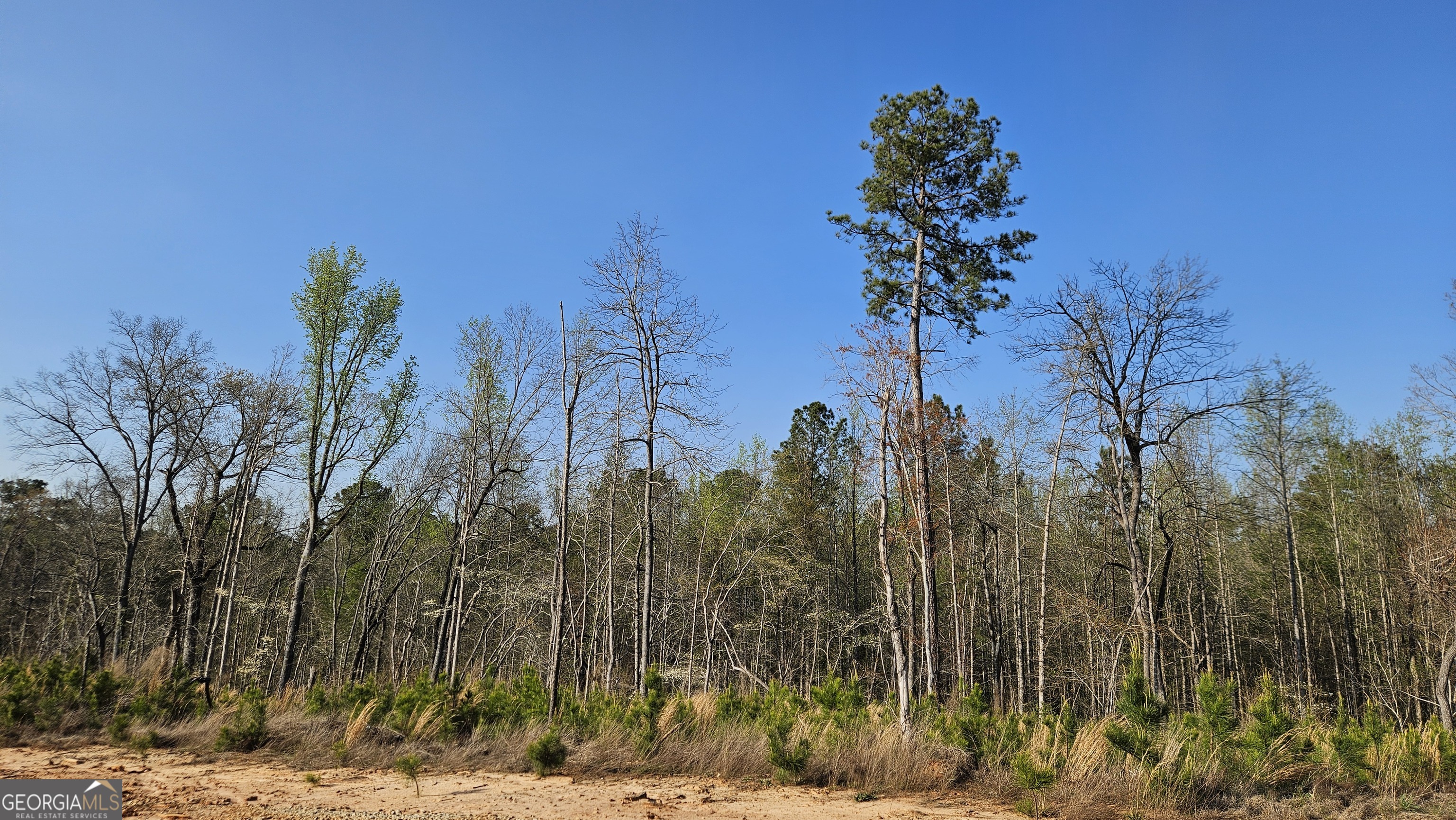 0 Shiloh Road Greensboro, GA 30642 - Photo 8 of 11 a view of a backyard of the house