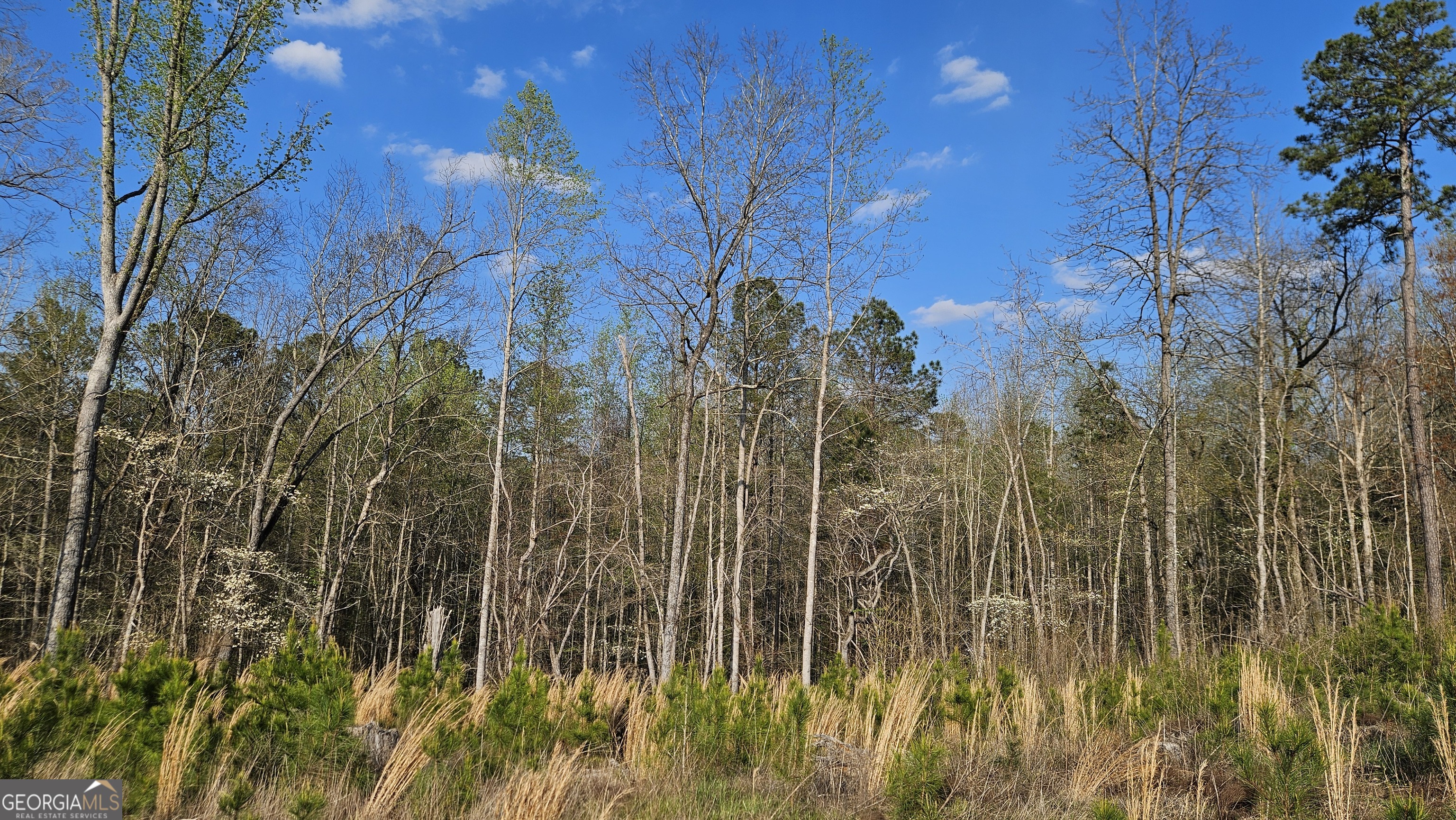 0 Shiloh Road Greensboro, GA 30642 - Photo 9 of 11 a view of a garden