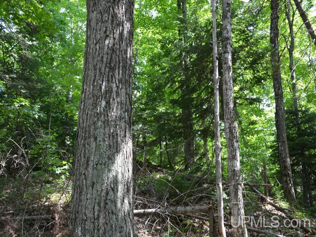 0 Gold Mine Lake Road Ishpeming, MI 49849 - Photo 14 of 19