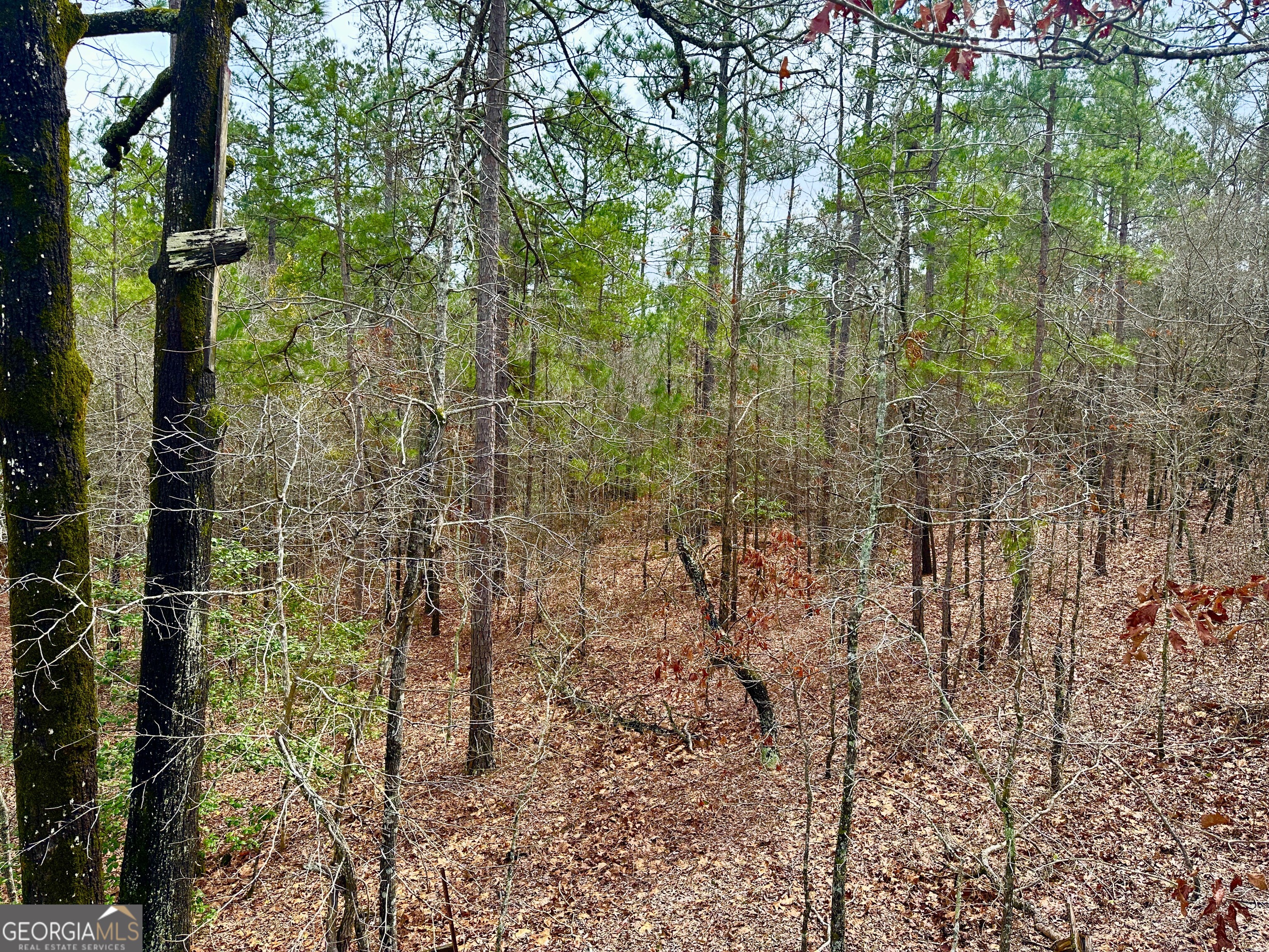 896 Talbotton Highway Butler, GA 31006 - Photo 2 of 47