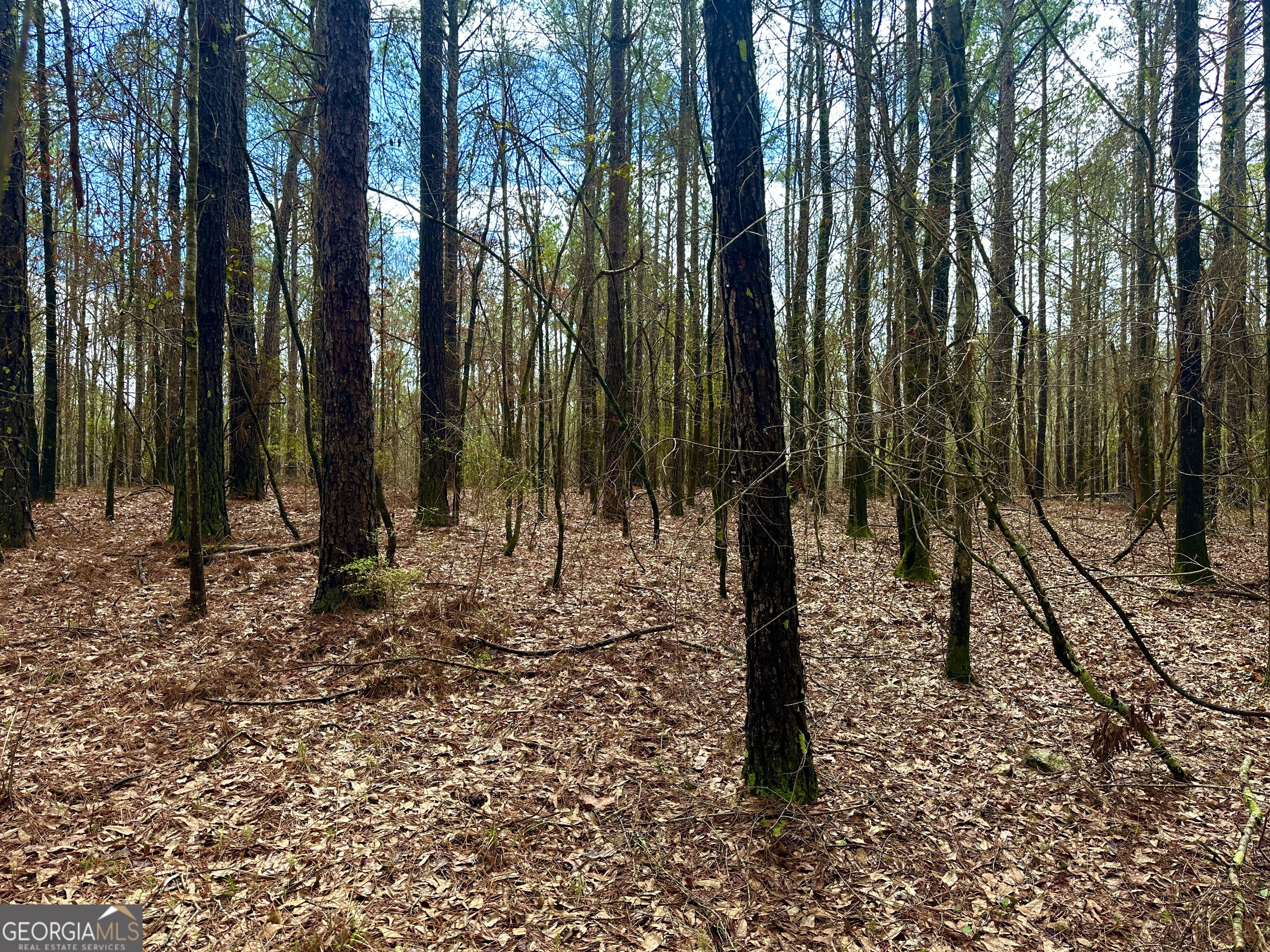 896 Talbotton Highway Butler, GA 31006 - Photo 39 of 47