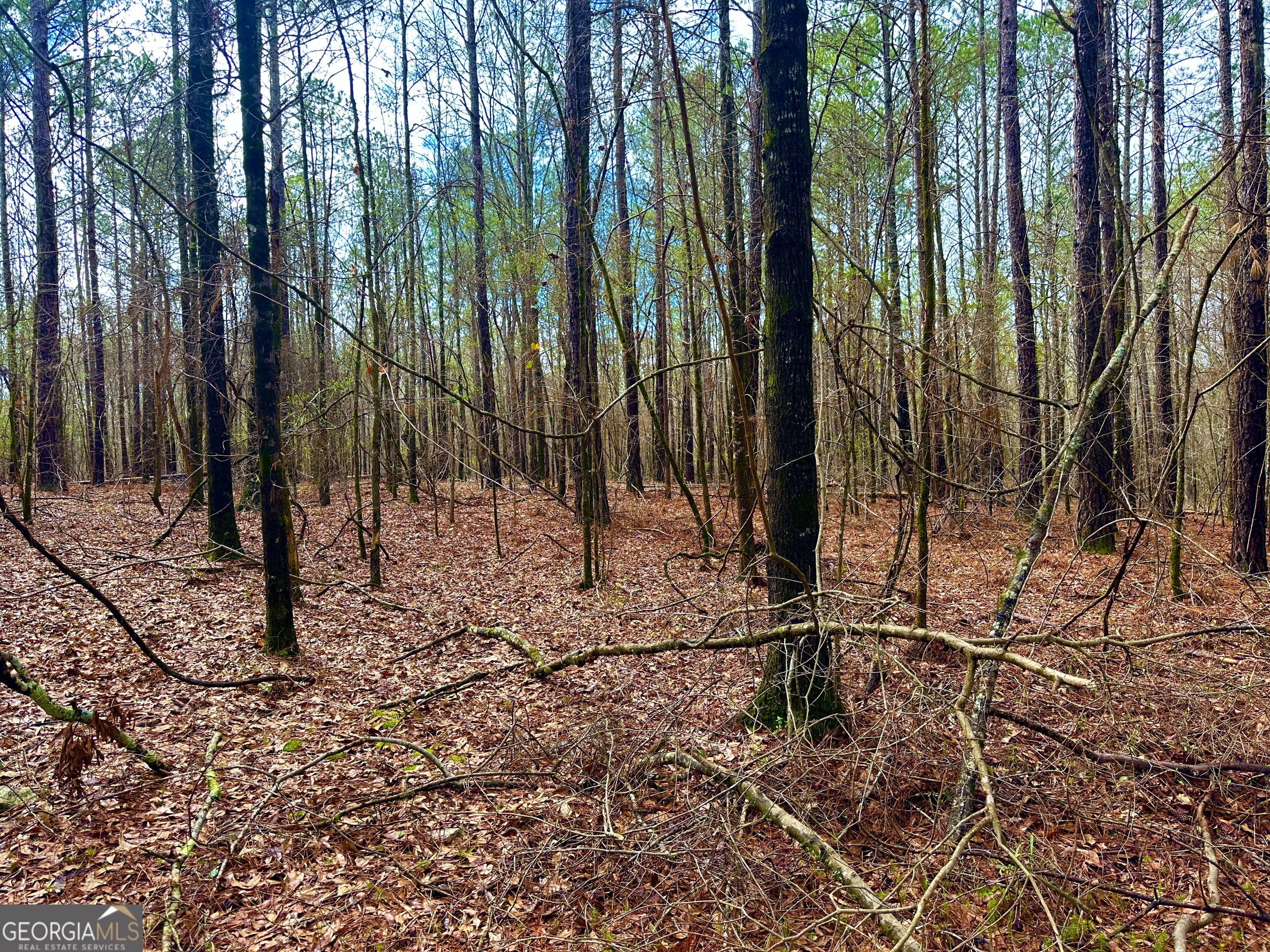 896 Talbotton Highway Butler, GA 31006 - Photo 4 of 47