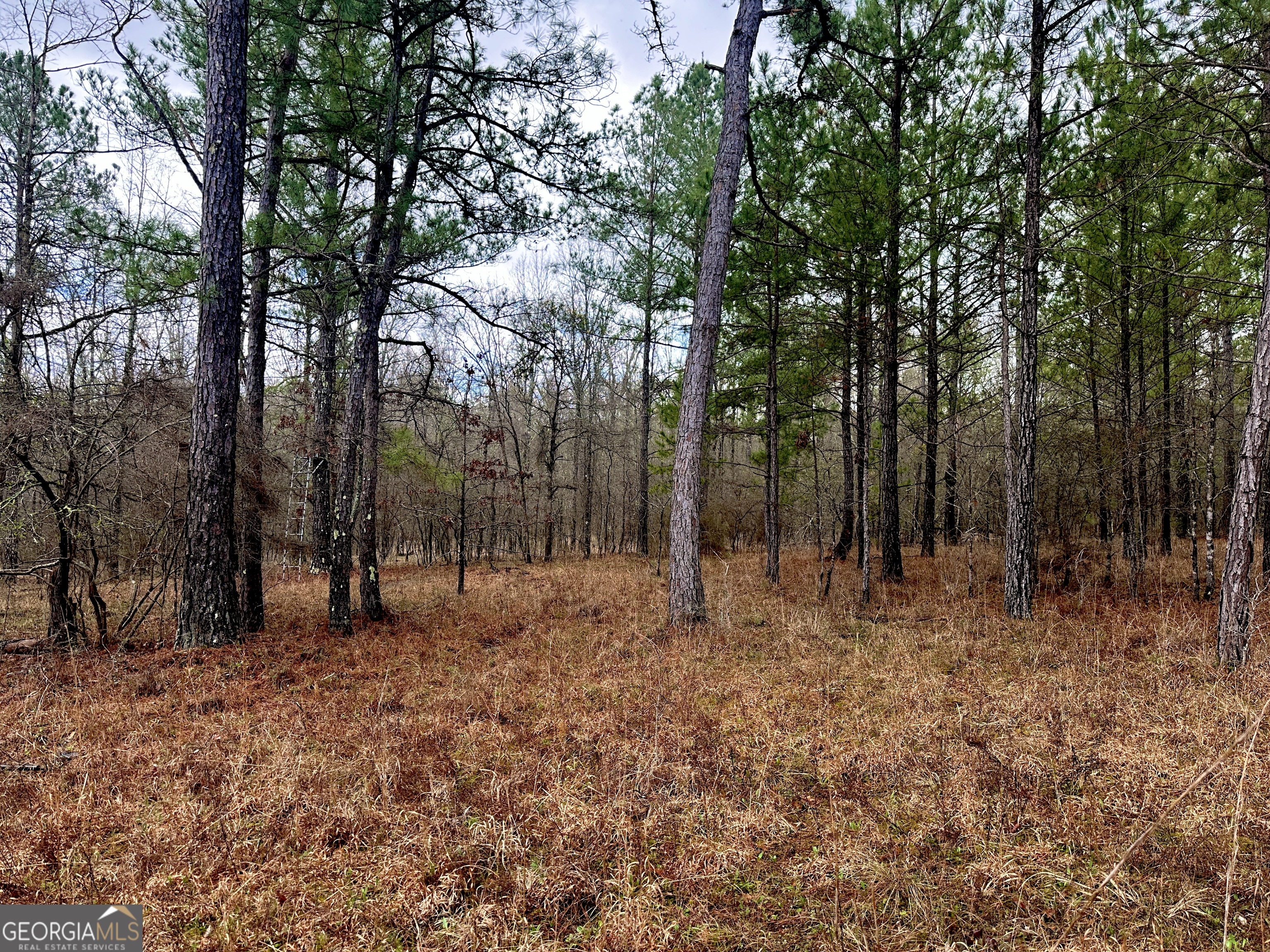 896 Talbotton Highway Butler, GA 31006 - Photo 43 of 47