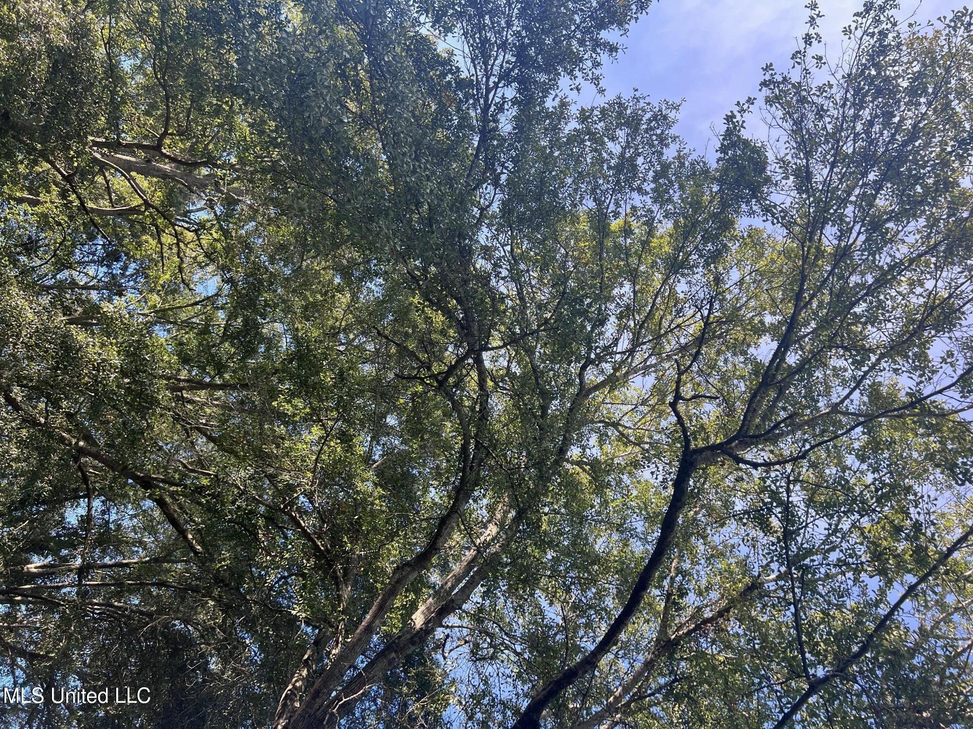 Unassigned Hines Circle Braxton, MS 39044 - Photo 3 of 7 IMG_0381