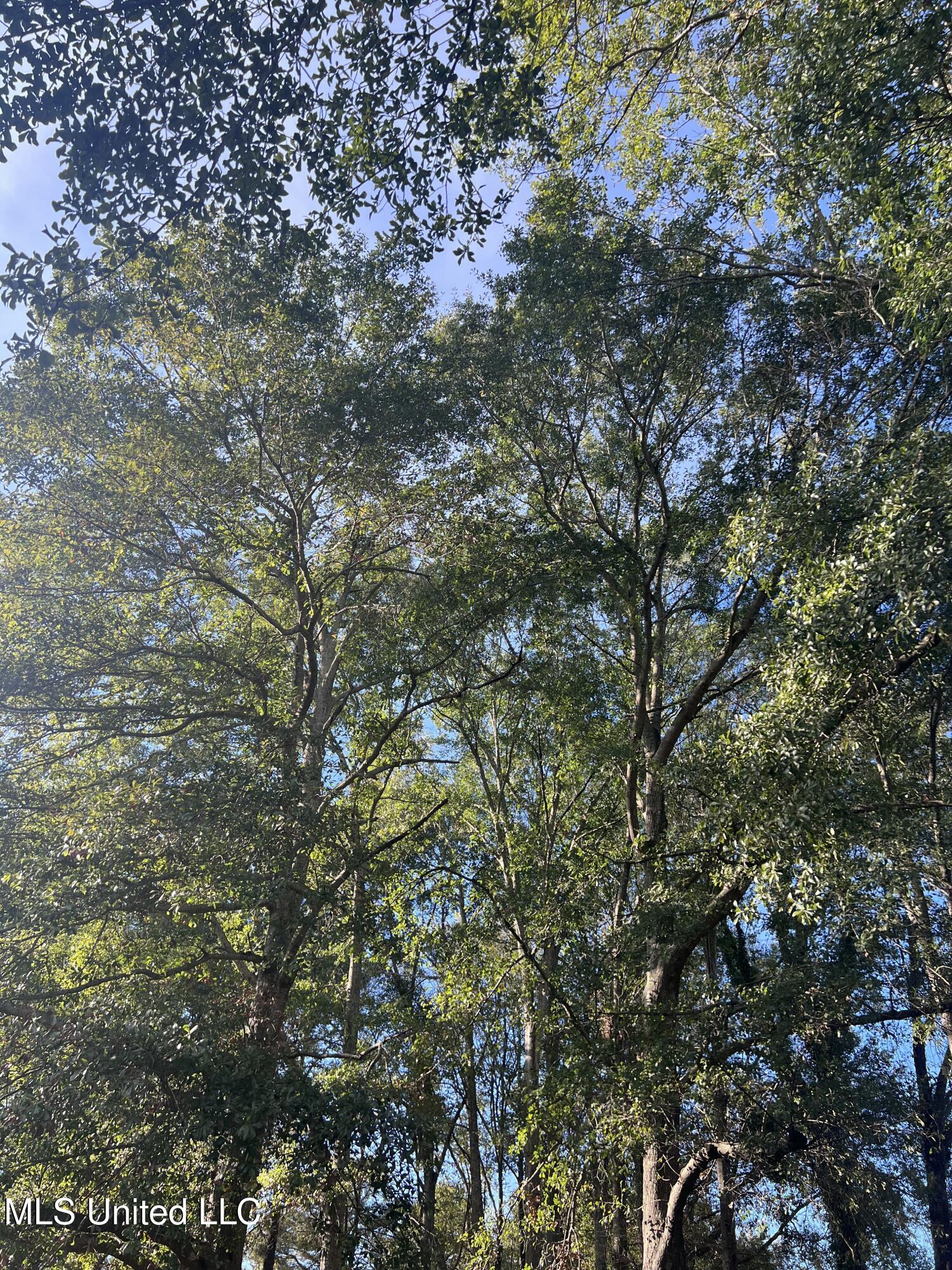 Unassigned Hines Circle Braxton, MS 39044 - Photo 5 of 7 IMG_0379