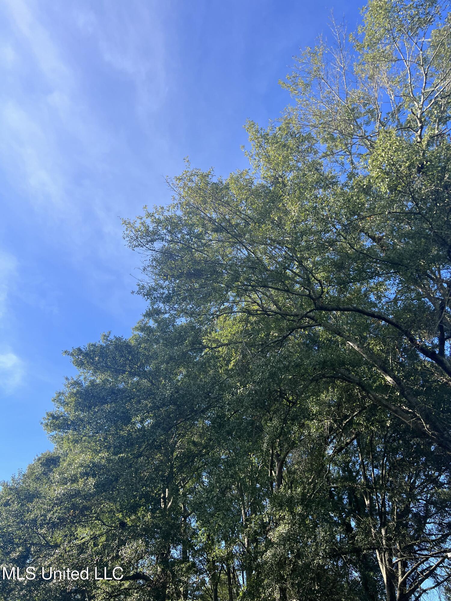 Unassigned Hines Circle Braxton, MS 39044 - Photo 7 of 7 IMG_0377