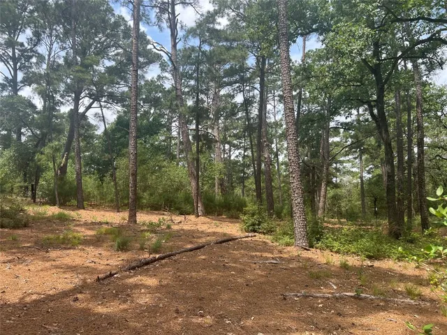 a view of backyard with tree