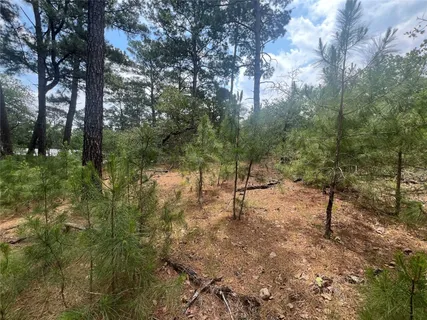 a view of a forest with trees in the background