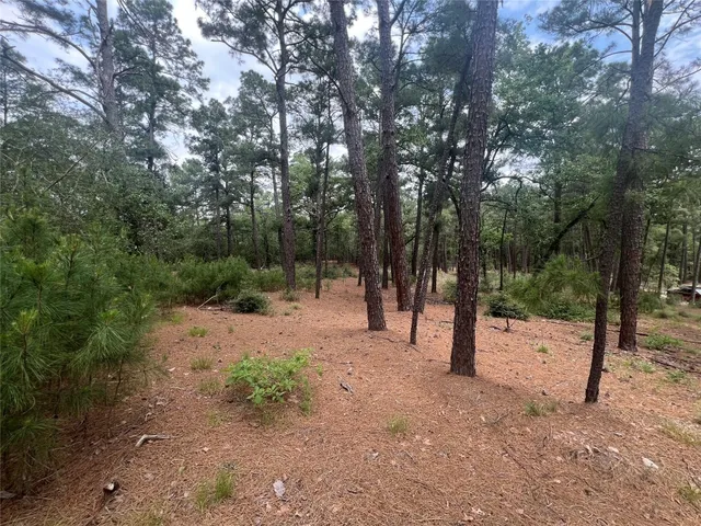 a view of a forest with trees in the background