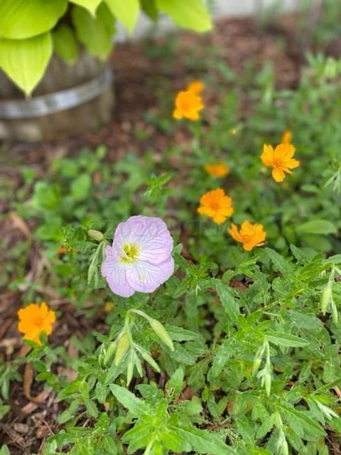 178 Brown Road Jacksonville, NC 28540 - Photo 50 of 54 Spring flowers