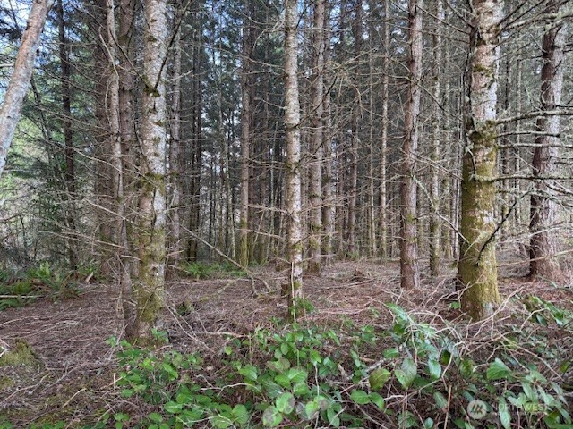 a view of a forest with a trees