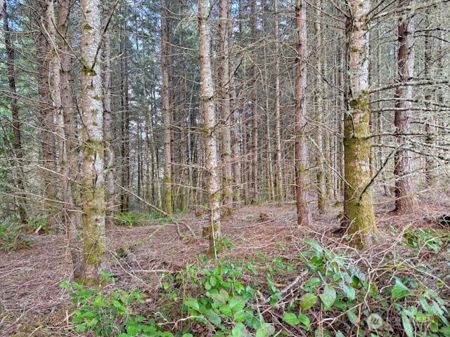 3-lot Brown Road East Chehalis, WA 98532 - Photo 10 of 11 a backyard of a building with large trees