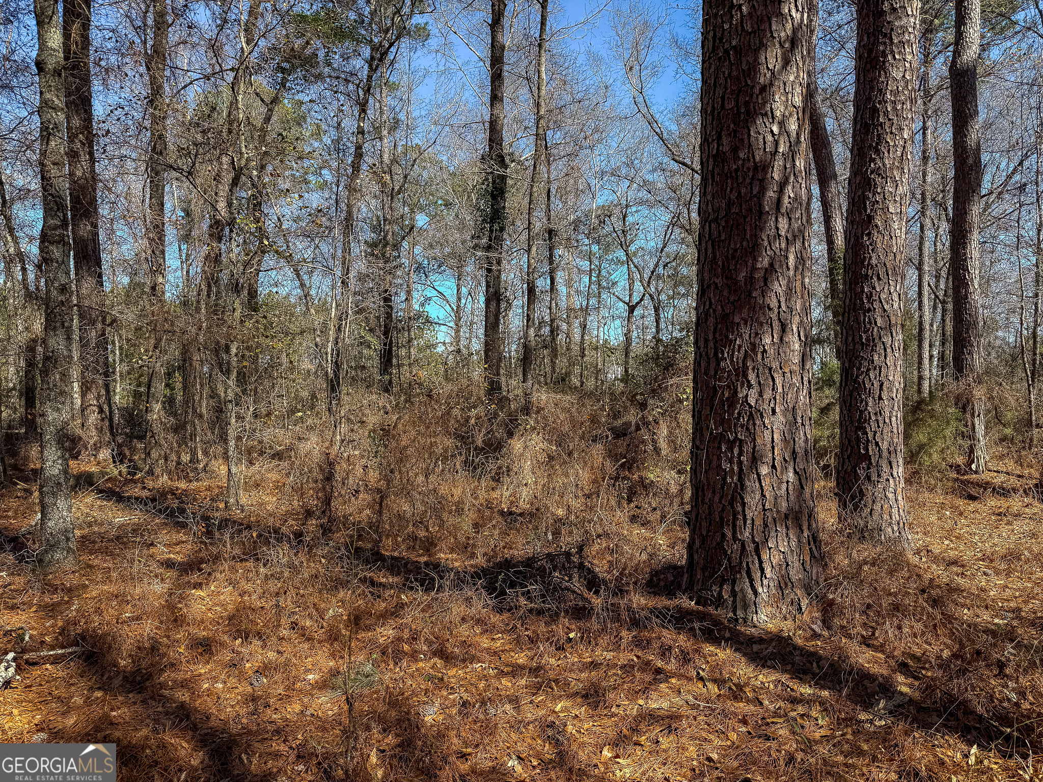 0 Kennedy Pond Road Dawson, GA 39842 - Photo 13 of 19 a view of a yard with lots of trees