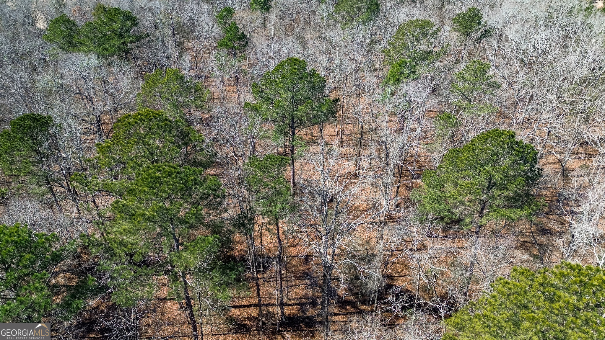0 Kennedy Pond Road Dawson, GA 39842 - Photo 14 of 19 a plant with lots of plants and trees