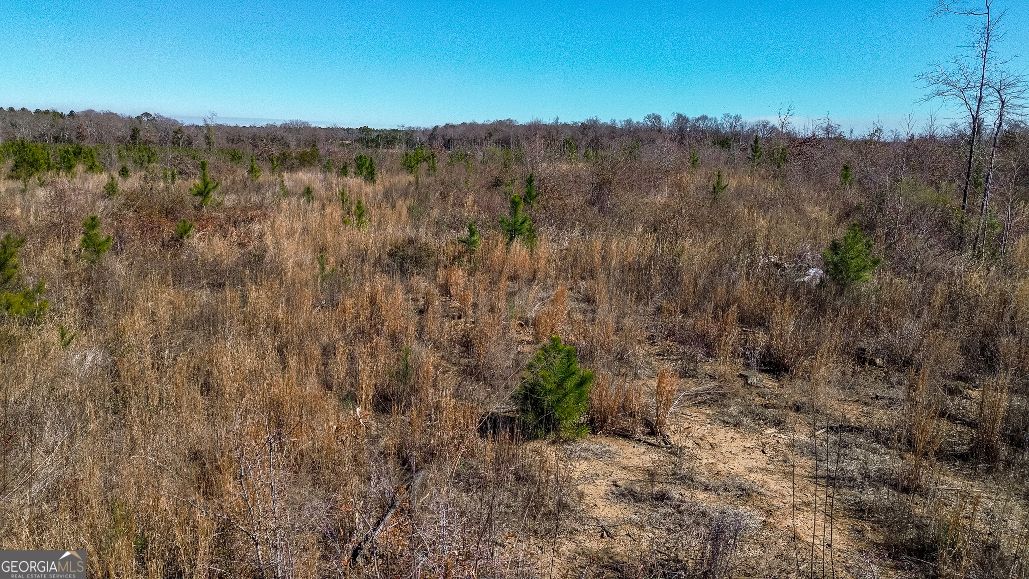 0 Kennedy Pond Road Dawson, GA 39842 - Photo 15 of 19 a view of a forest with a forest