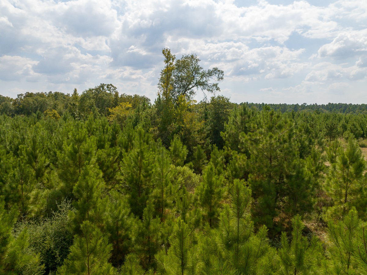 572 Robertson Road Lovelady, TX 75851 - Photo 11 of 16 a view of a bunch of trees