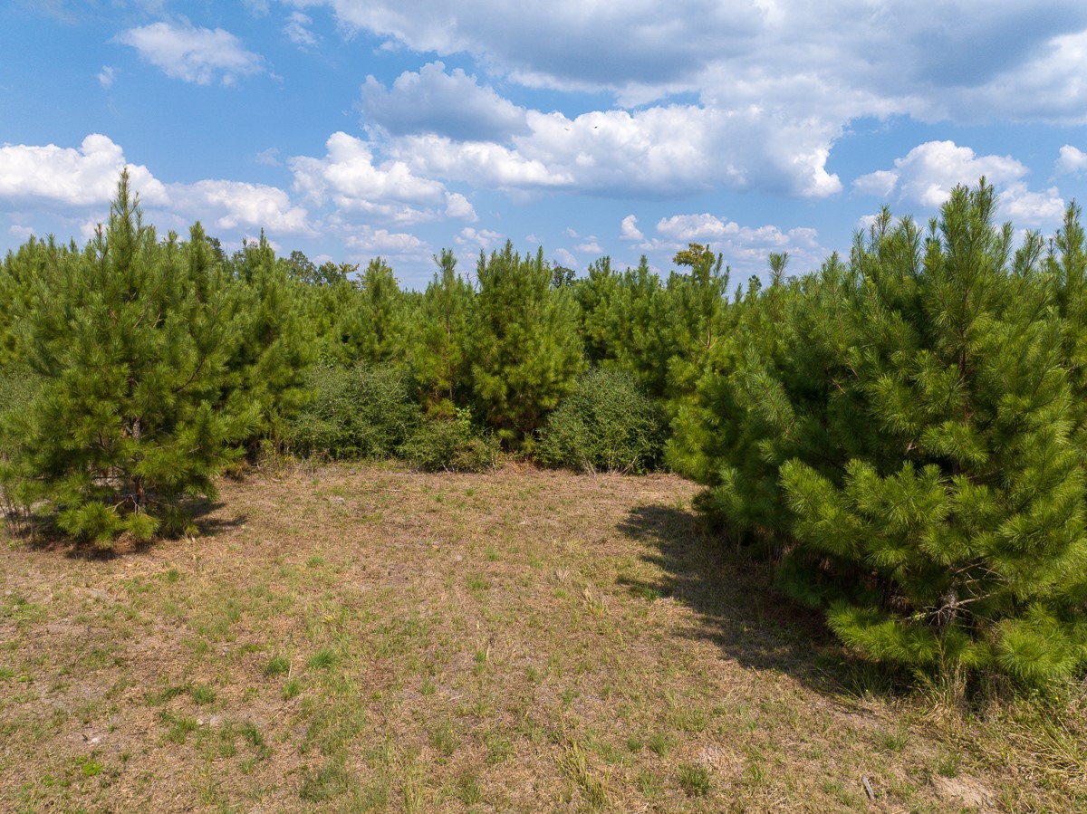 572 Robertson Road Lovelady, TX 75851 - Photo 12 of 16 a view of a city with lush green forest