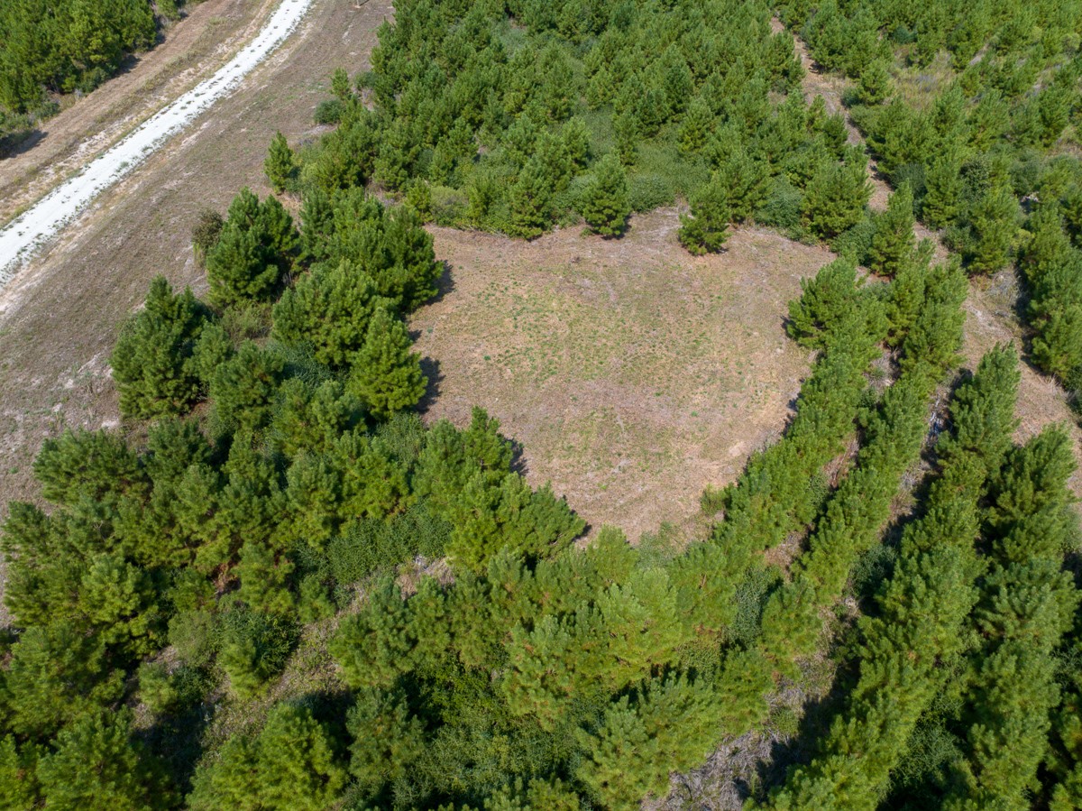572 Robertson Road Lovelady, TX 75851 - Photo 8 of 16 a view of a garden with a pathway