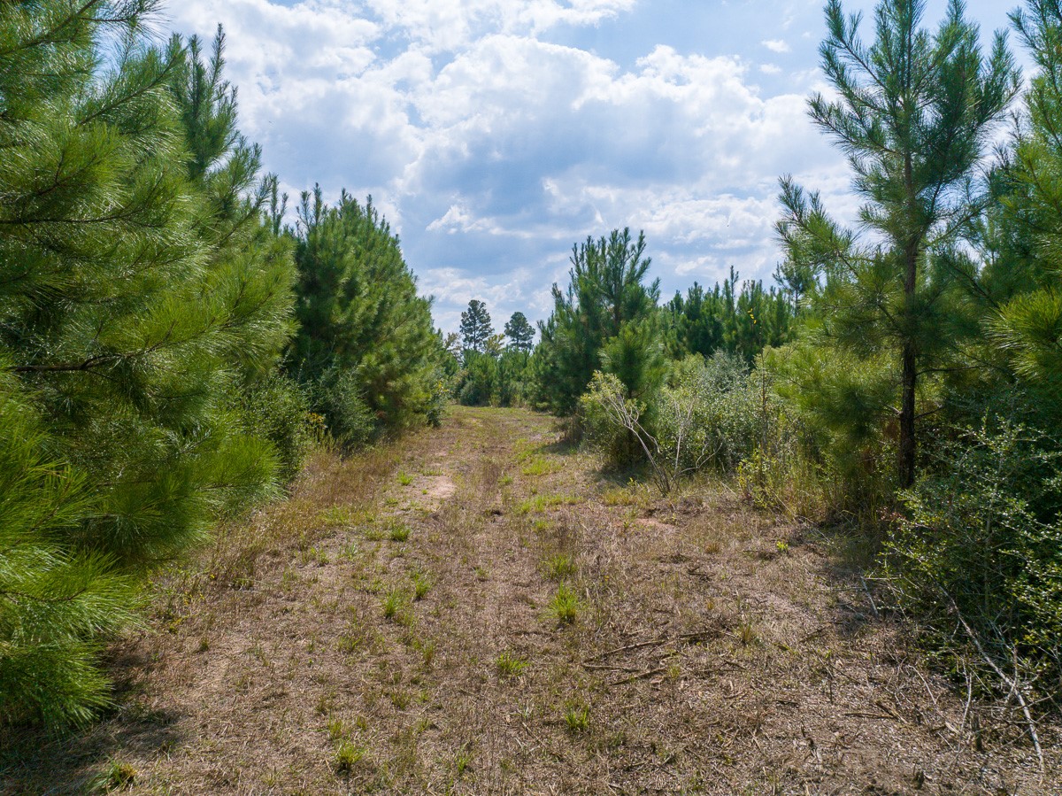 572 Robertson Road Lovelady, TX 75851 - Photo 9 of 16 a view of a forest with trees in the background