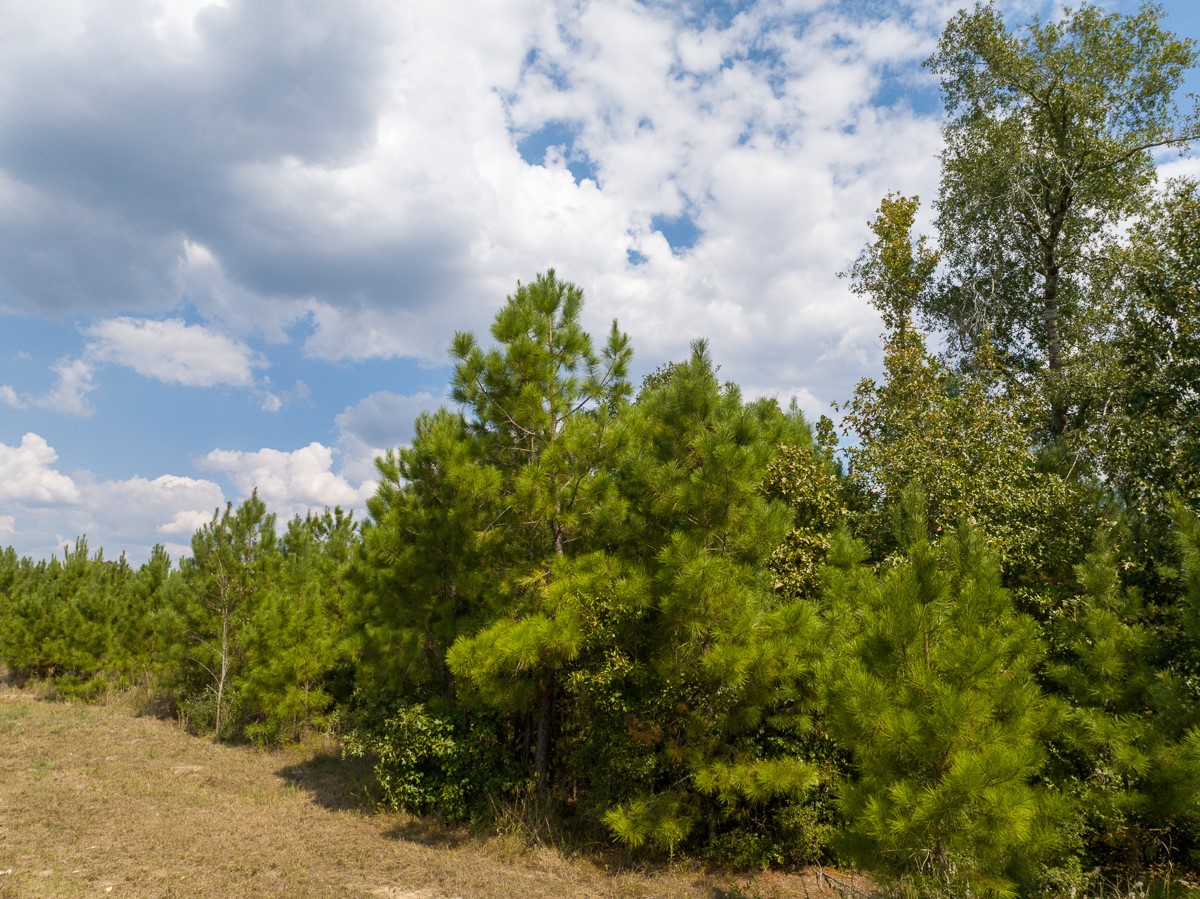 572 Robertson Road Lovelady, TX 75851 - Photo 10 of 16 a view of a bunch of trees