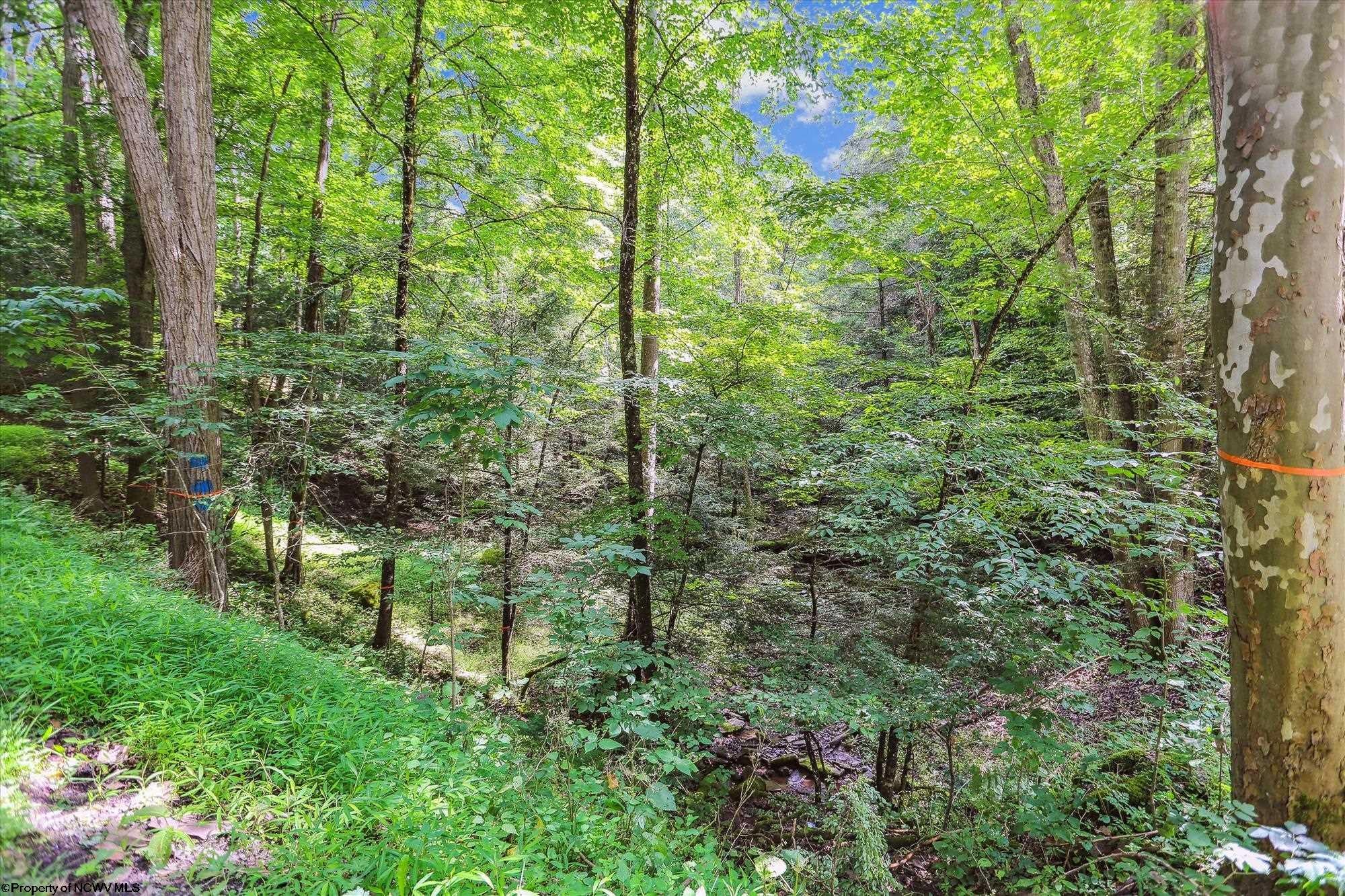 22 Collins Run Dryfork, WV 26263 - Photo 37 of 37 Gallery Image 37
