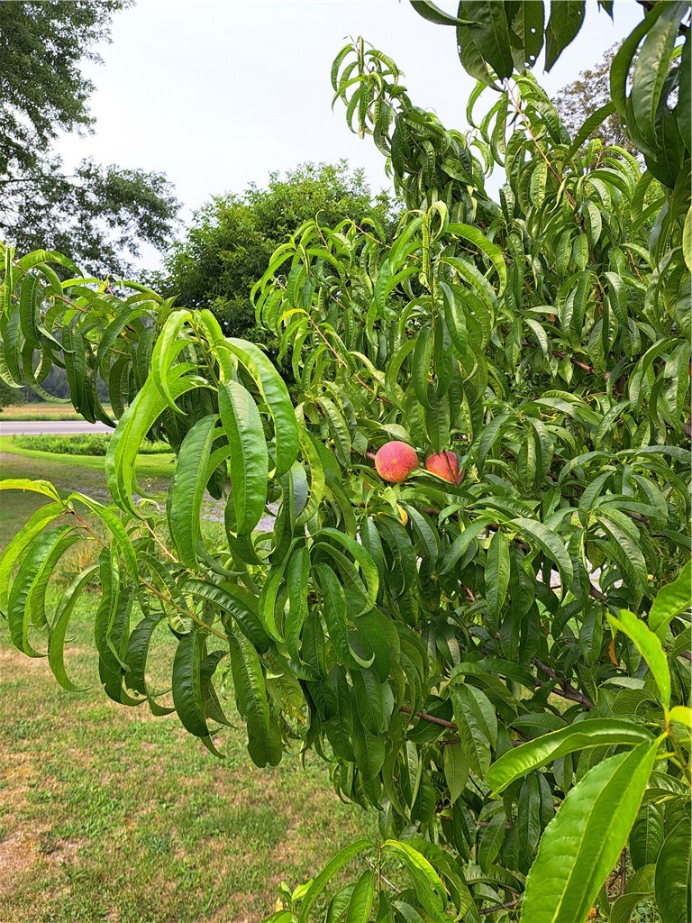 1153 Wyoming Road Covington, NY 14591 - Photo 34 of 36 peach tree