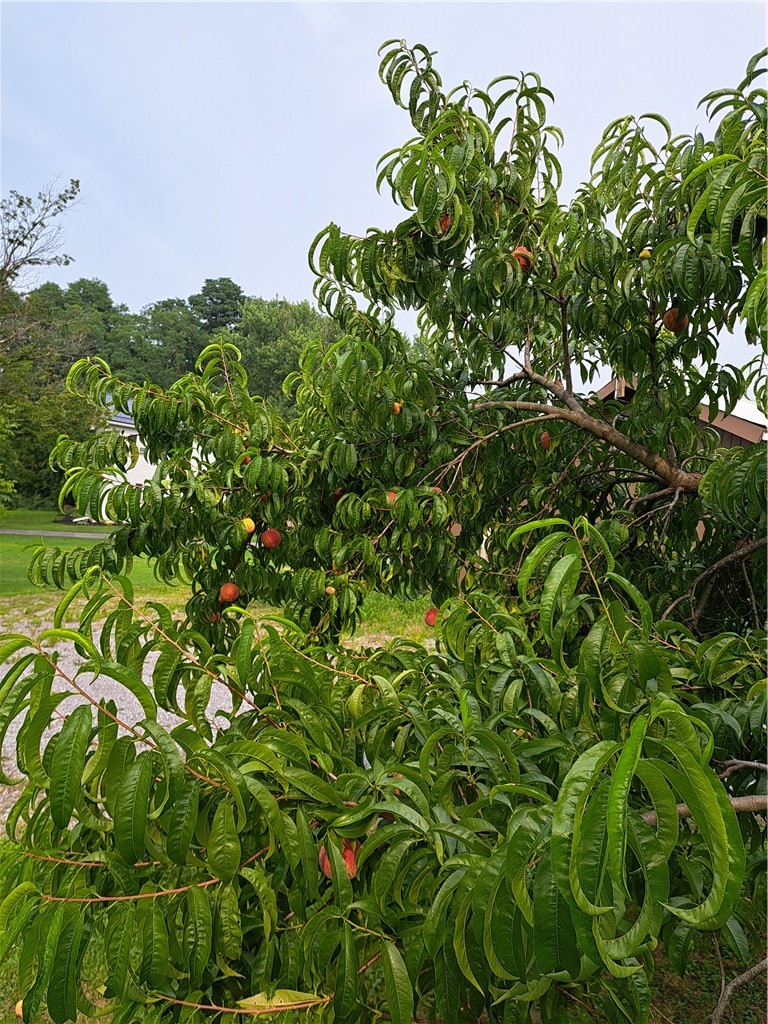 1153 Wyoming Road Covington, NY 14591 - Photo 35 of 36 peach tree
