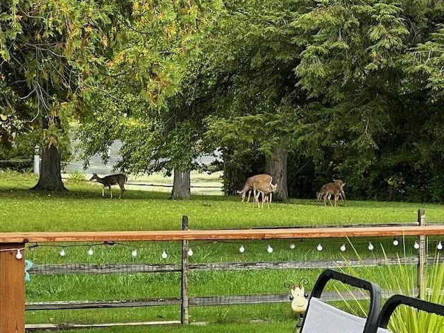 a view of a park with large trees