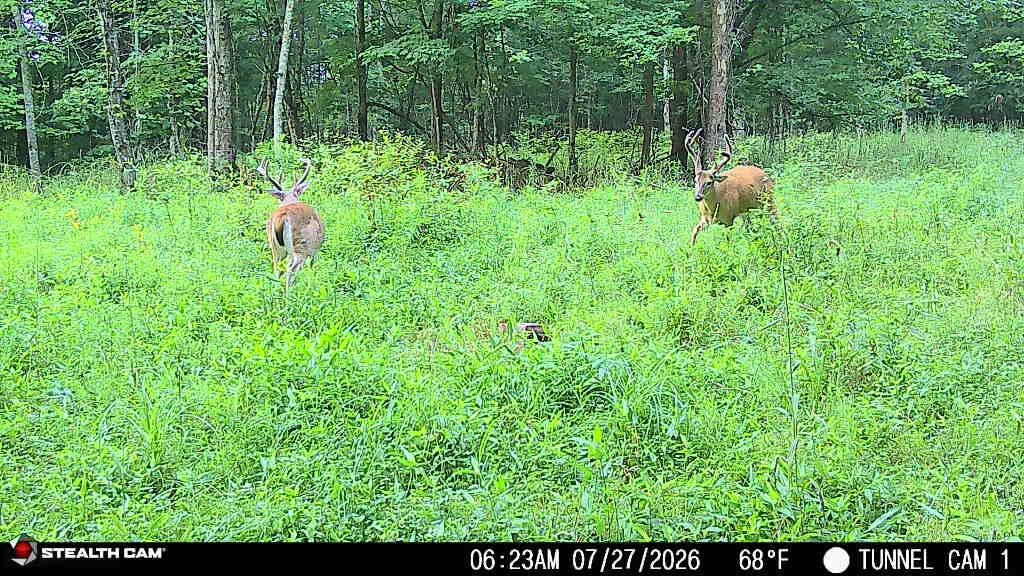 1271 A Tunnel Ridge Road Grayson, KY 41143 - Photo 131 of 134 7.29.26 06