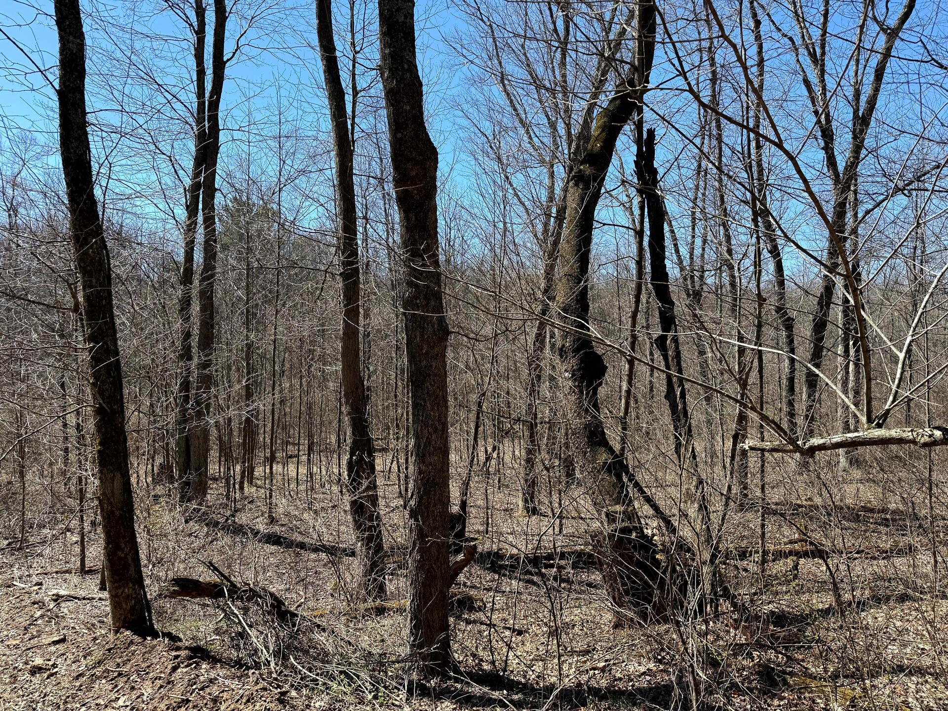 0 Dutch Ridge Road Southeast, Unit WOODS TURKEY RUN TRACT 5) New Lexington, OH 43764 - Photo 25 of 58 CT-25