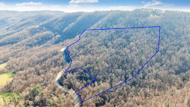 a close up of a tree