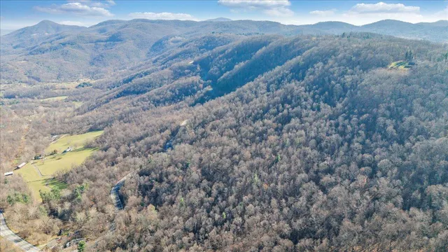 a close up of a tree