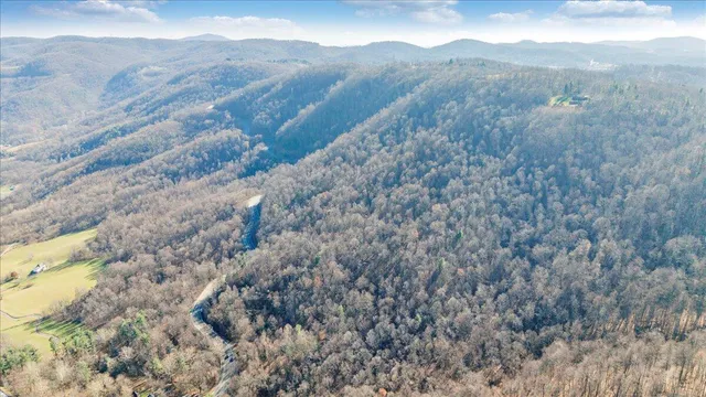 a view of a tree in a yard
