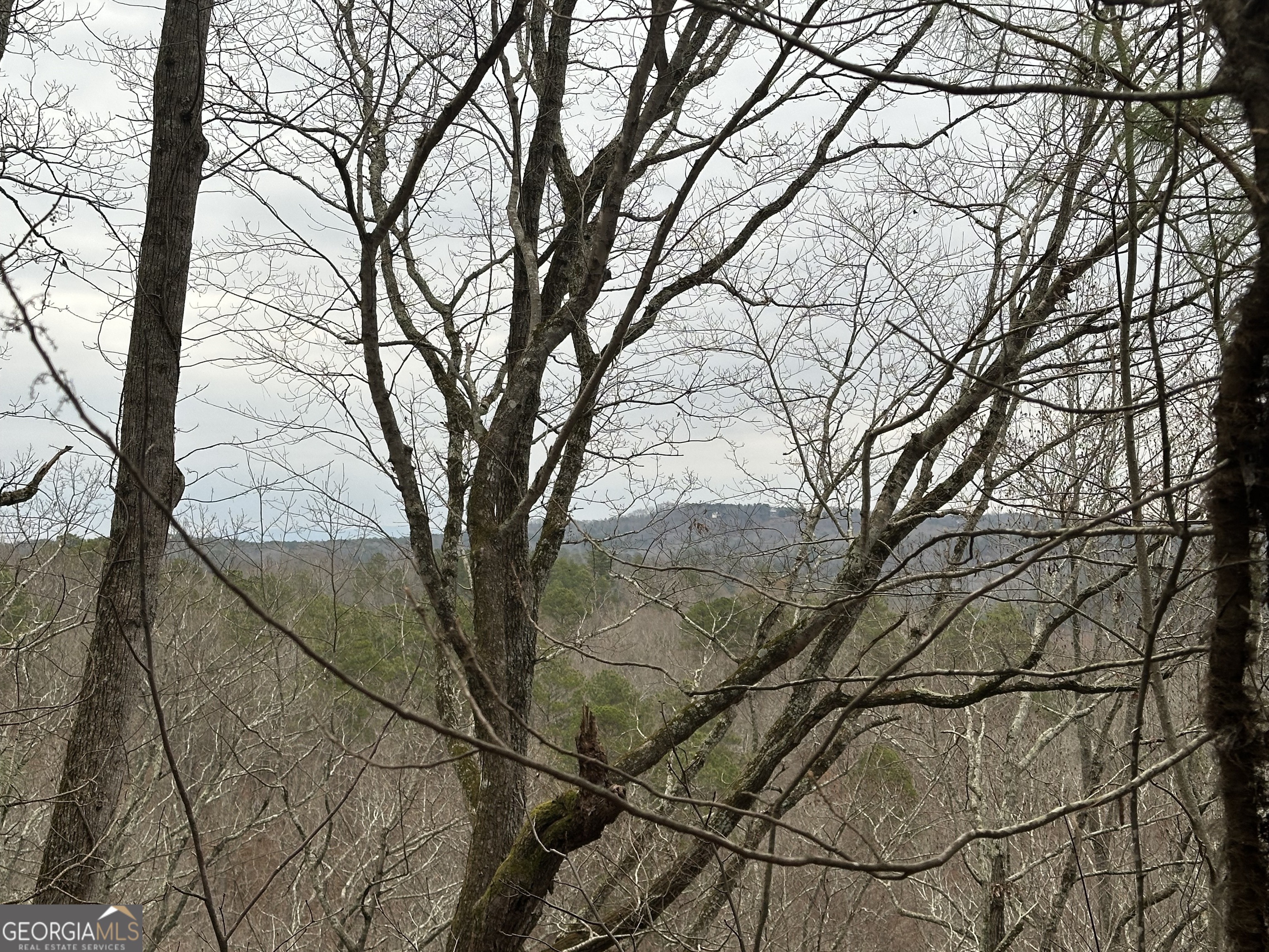 a view of a yard with plants and trees