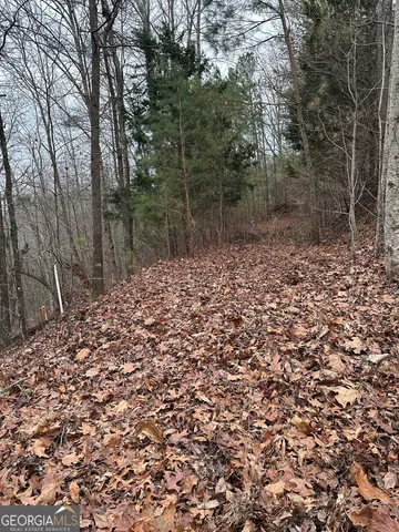 a view of a large tree in a yard