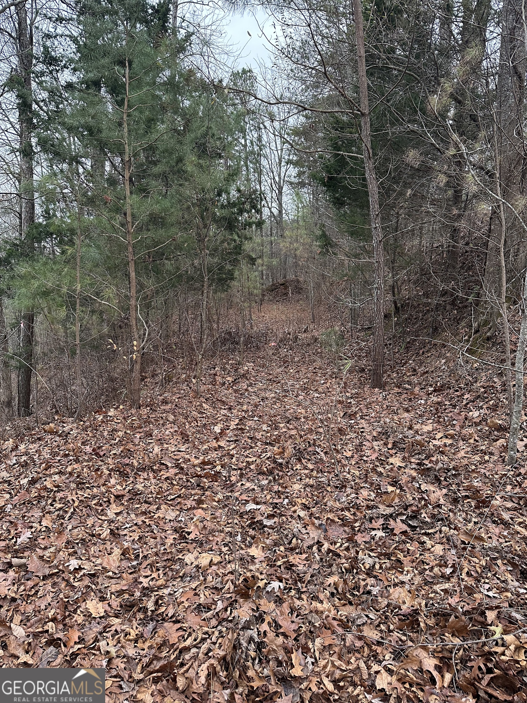 306 Oberlin Court Ranger, GA 30734 - Photo 3 of 15 a view of a forest with trees