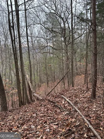 a view of a yard with large trees