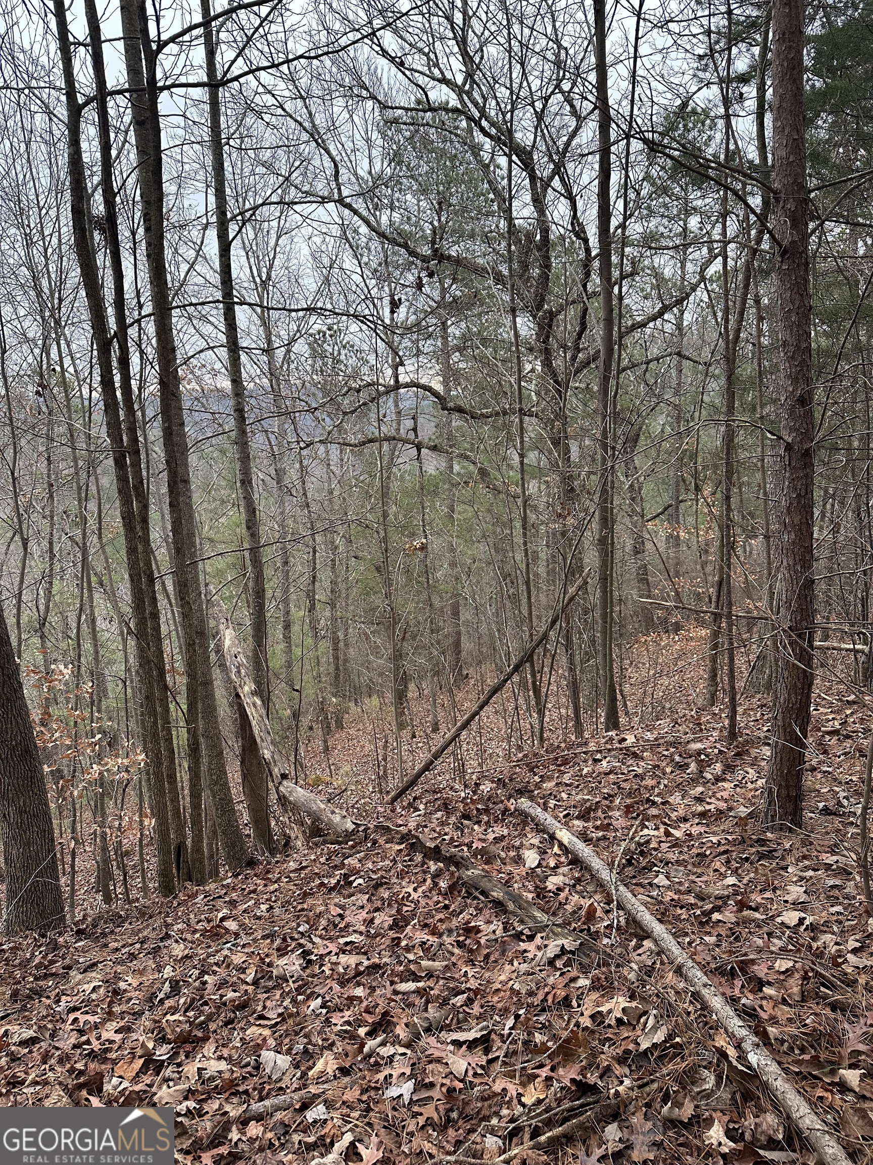 306 Oberlin Court Ranger, GA 30734 - Photo 5 of 15 a view of a yard with large trees