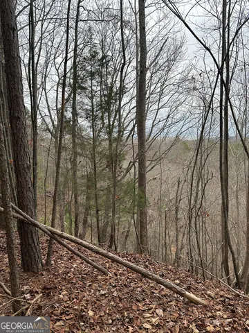 a view of a forest filled with trees