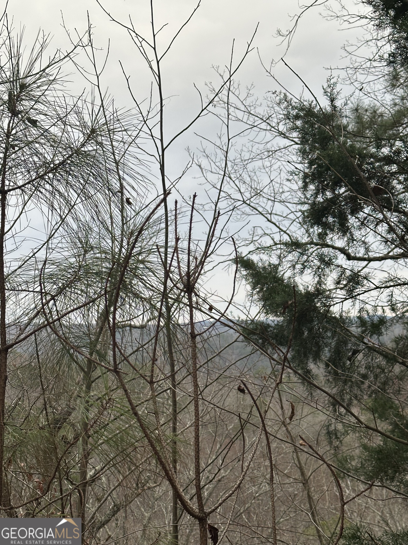 306 Oberlin Court Ranger, GA 30734 - Photo 9 of 15 a backyard of a house with lots of green space