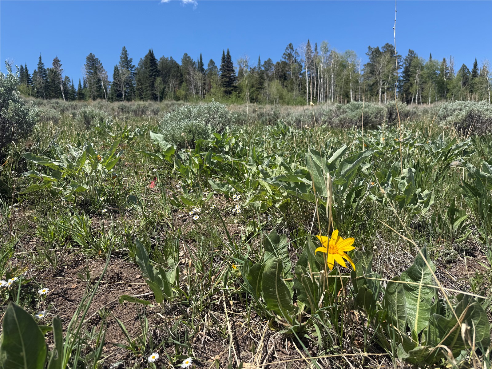 Tbd Spring Creek Ranch Road Silverthorne, CO 80498 - Photo 46 of 48