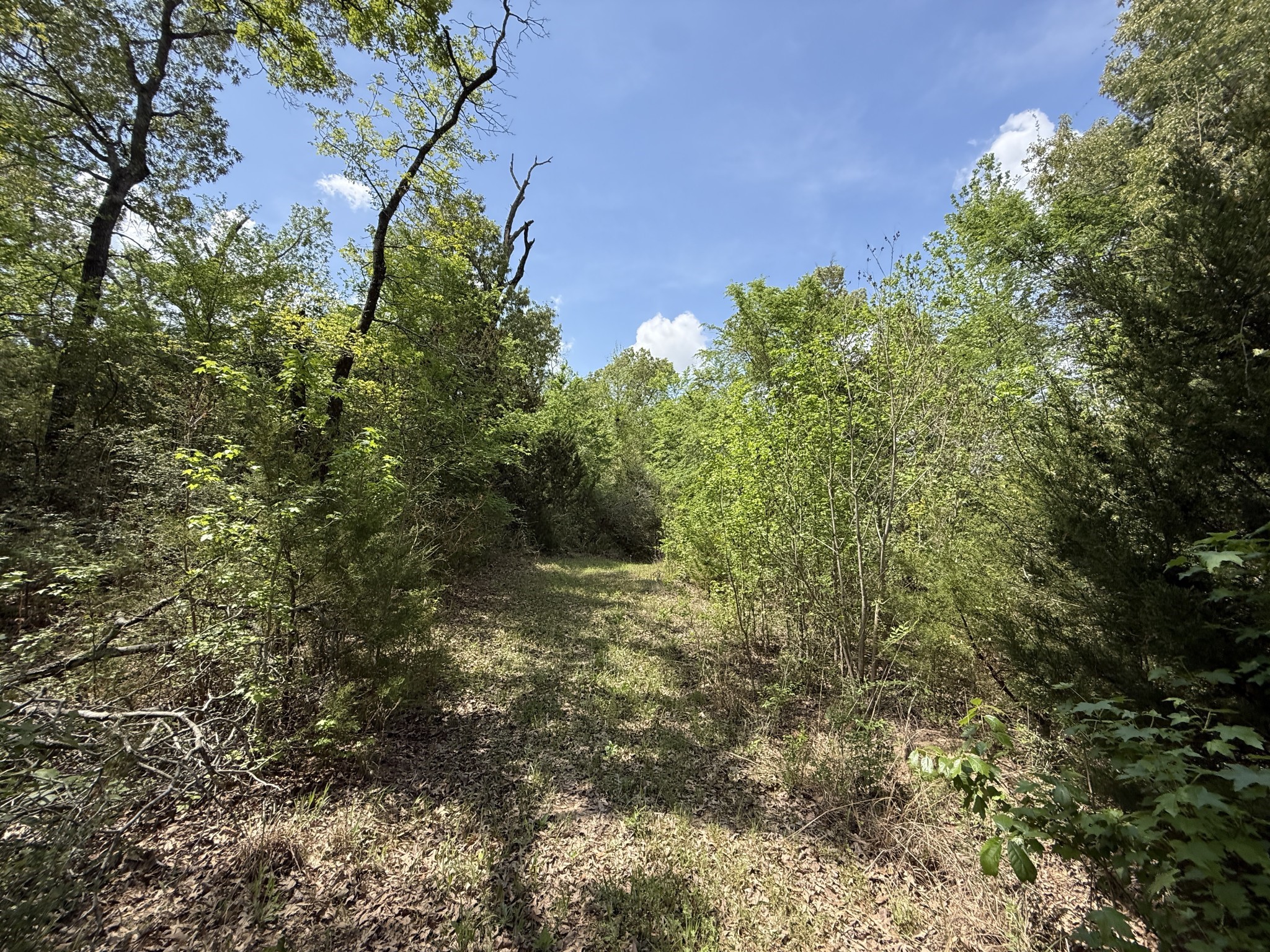 740 Bridget Avenue Buffalo, TX 75831 - Photo 17 of 50 a view of a yard