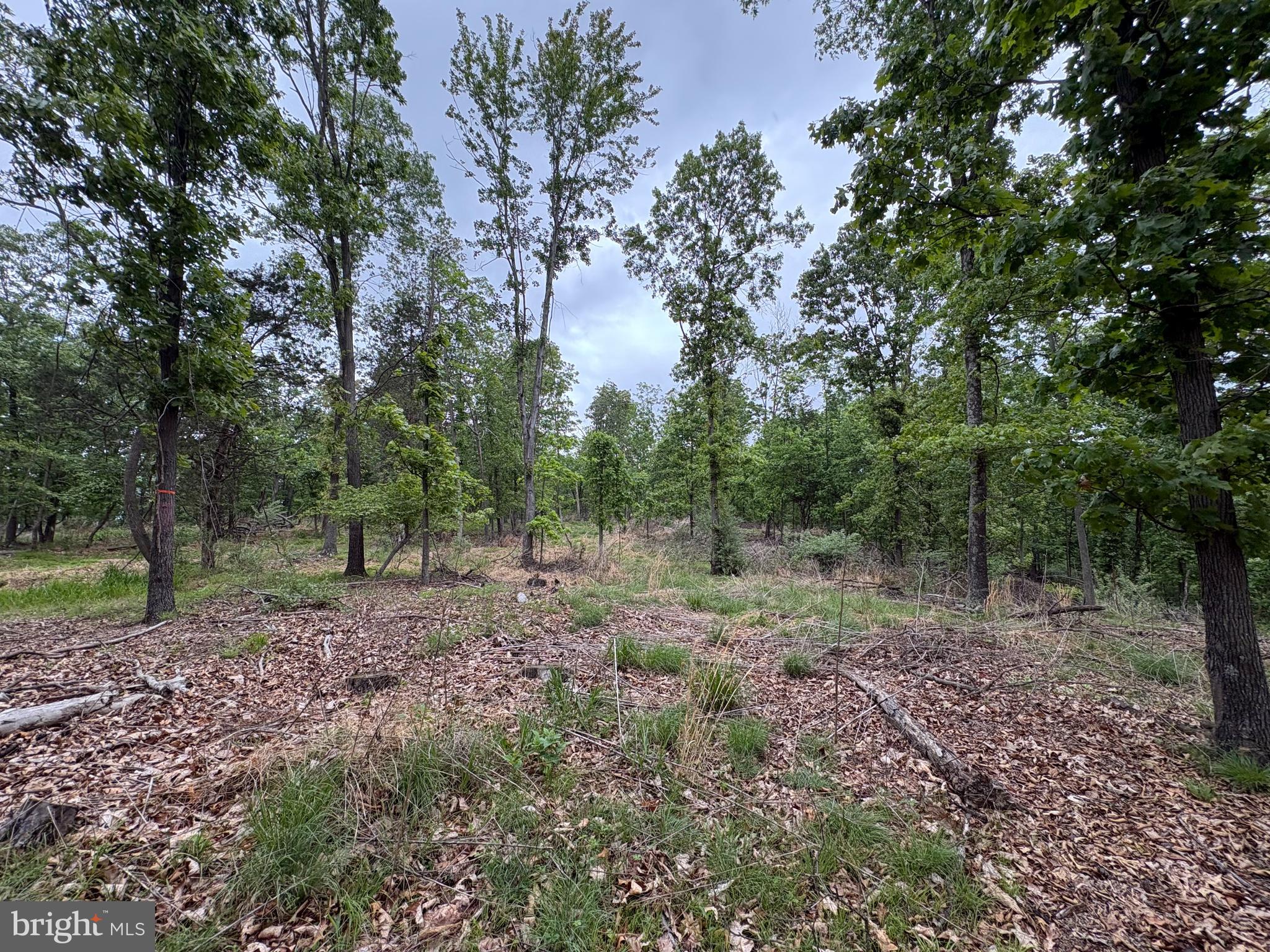 40.15-ac Middle Ridge Road Burlington, WV 26710 - Photo 25 of 47