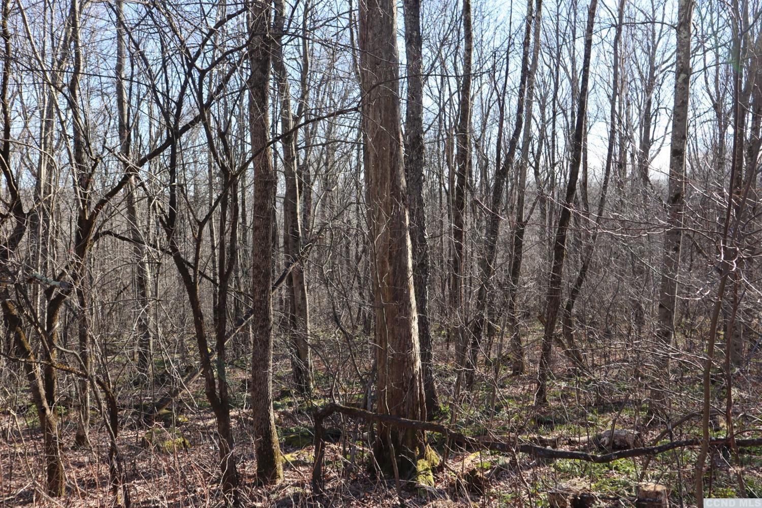 0 Fog Hill Road Austerlitz, NY 12017 - Photo 4 of 7