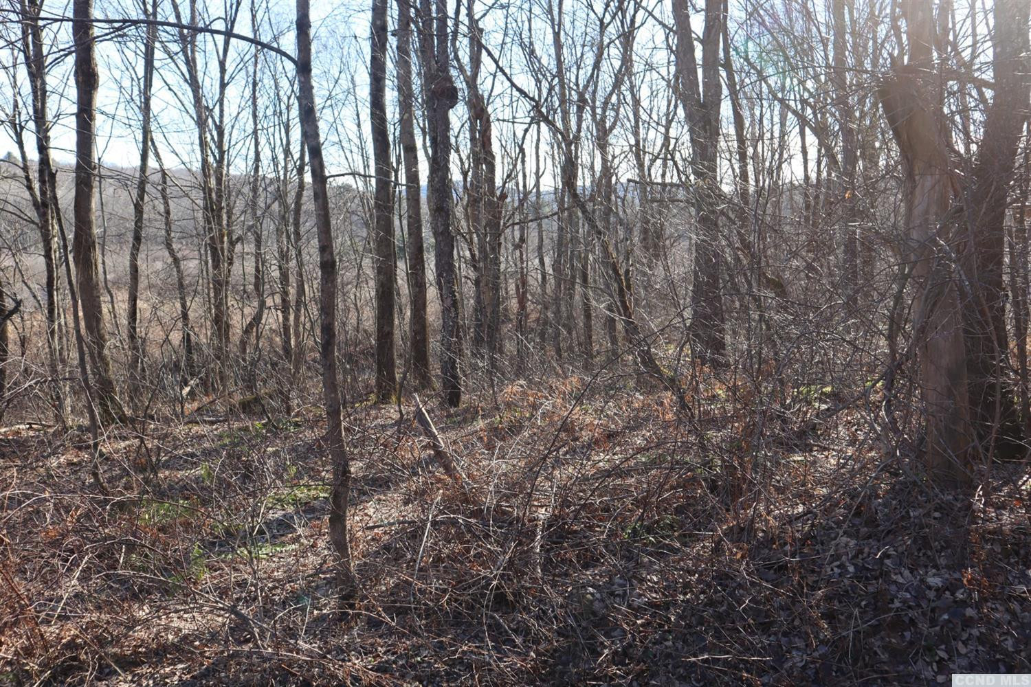 0 Fog Hill Road Austerlitz, NY 12017 - Photo 5 of 7 a view of forest