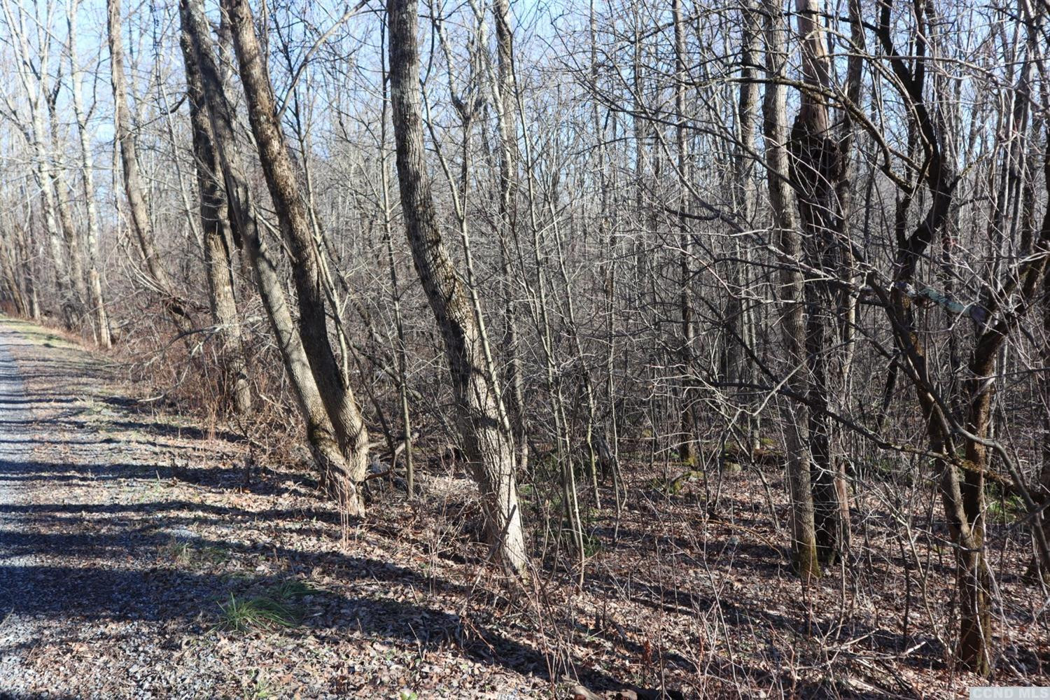 0 Fog Hill Road Austerlitz, NY 12017 - Photo 6 of 7 a view of a yard with plants and trees